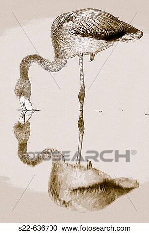 Greater Flamingo (Phoenicopterus ruber). Toledo, Castilla-La Mancha, Spain View Large Photo Image Stock Image - Greater Flamingo (Phoenicopterus ruber). Toledo, Castilla-La Mancha, Spain. Fotosearch