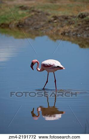 Greater Flamingo (Phoenicopterus roseus) at Lake Nakuru National Park in the Great Rift Valley in Kenya. View Large Photo Image Stock Image - Greater Flamingo (Phoenicopterus roseus) at Lake Nakuru National Park in the Great Rift Valley in Kenya.. Fotosearch