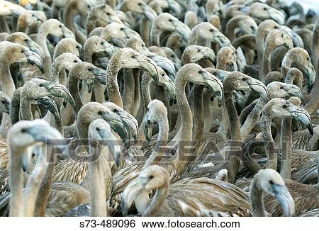 Stock Photograph - Greater Flamingo (Phoenicopterus ruber). Babies. Fotosearch