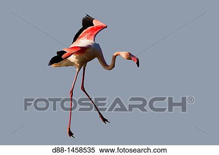 Greater Flamingo (Phoenicopterus ruber), Camargue, Bouches-du-Rh? ne, France View Large Photo Image Stock Photography - Greater Flamingo (Phoenicopterus ruber), Camargue, Bouches-du-Rh? ne, France. Fotosearch
