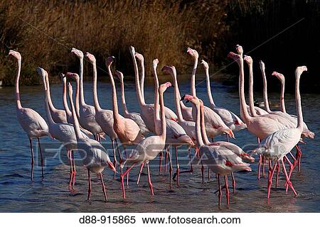 Greater Flamingo (Phoenicopterus ruber). Camargue, Bouches-du-Rh? ne, France View Large Photo Image Stock Photography - Greater Flamingo (Phoenicopterus ruber). Camargue, Bouches-du-Rh? ne, France. Fotosearch