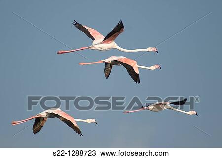 Greater Flamingoes (Phoenicopterus ruber) View Large Photo Image Stock Image - Greater Flamingoes (Phoenicopterus ruber). Fotosearch