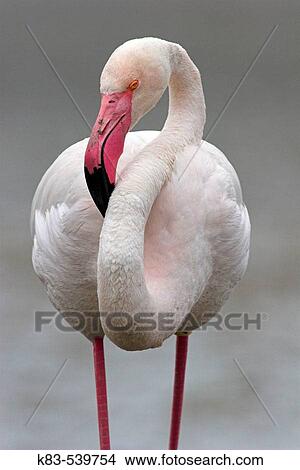 Picture - Greater Flamingos (Phoenicopterus ruber).. Fotosearch