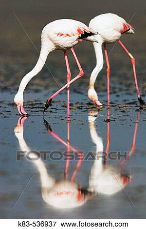 Greater Flamingos (Phoenicopterus ruber) View Large Photo Image Stock Photo - Greater Flamingos (Phoenicopterus ruber). Fotosearch