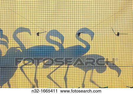 Greater Flamingos (Phoenicopterus ruber) in corral before ringing and taking measures, Fuente de Piedra Lagoon, MBlaga province, Andalusia, Spain, Europe View Large Photo Image Stock Image - Greater Flamingos (Phoenicopterus ruber) in corral before ringing and taking measures, Fuente de Piedra Lagoon, MBlaga province, Andalusia, Spain, Europe. Fotosearch