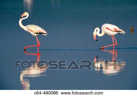 Greater flamingos (Phoenicopterus ruber) courting. Lake Fuentedepiedra. Spain View Large Photo Image Stock Photograph - Greater flamingos (Phoenicopterus ruber) courting. Lake Fuentedepiedra. Spain. Fotosearch