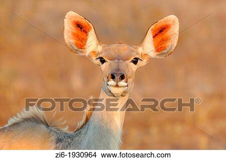 Greater Kudu, Tragelaphus strepsiceros, female, Kruger National Park, South Africa View Large Photo Image Picture - Greater Kudu, Tragelaphus strepsiceros, female, Kruger National Park, South Africa. Fotosearch