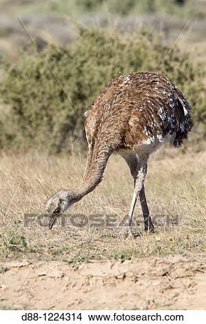 Greater Rhea rhea americana Order: Struthioniformes Family: Rheidae. View Large Photo Image Picture - Greater Rhea rhea americana Order: Struthioniformes Family: Rheidae.. Fotosearch