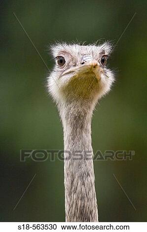Stock Image - Greater Rhea (Rhea americana). The birds live naturally in South America, especially South Brasil, Argentina, Chile. Fotosearch