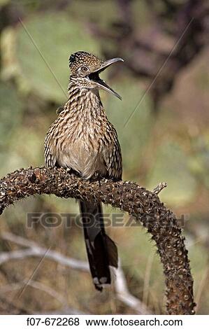 Greater Roadrunner (Geococcyx californianus). Arizona. Perched on cholla cactus branch. With mouth wide open. Large crested terrestrial bird of arid Southwest. Common in scrub desert and mesquite groves. Seldom flies. Eats lizards, snakes and insects. View Large Photo Image Stock Photo - Greater Roadrunner (Geococcyx californianus). Arizona. Perched on cholla cactus branch. With mouth wide open. Large crested terrestrial bird of arid Southwest. Common in scrub desert and mesquite groves. Seldom flies. Eats lizards, snakes and insects.. Fotosearch