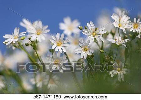 Stock Image - Greater Stitchwort Stellaria holostea in early April. Fotosearch
