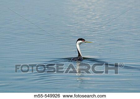 Grebe. Klamath wildlife refuge, Klamath Falls, Oregon USA View Large Photo Image Stock Photograph - Grebe. Klamath wildlife refuge, Klamath Falls, Oregon USA. Fotosearch