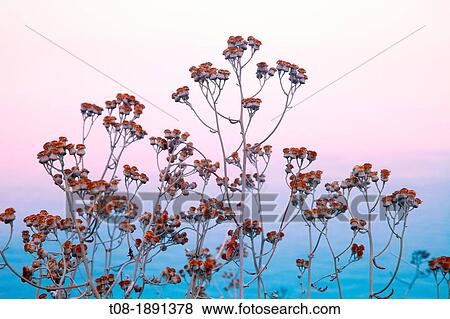 Greece, Ionian, Lefkada: above Meghali Petra beach, flora View Large Photo Image Stock Photo - Greece, Ionian, Lefkada: above Meghali Petra beach, flora. Fotosearch