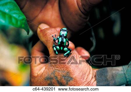 Stock Image - Green and black poison frog (Dendrobates auratus) at costal rainforest. Kuna Yala. San Blas region. Panama. Fotosearch
