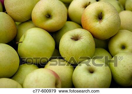 Green apples. Harvest series. View Large Photo Image Stock Photo - Green apples. Harvest series.. Fotosearch