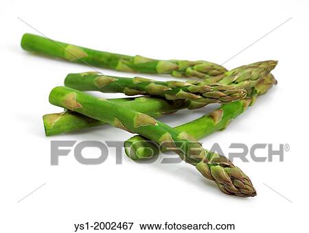 Green Asparagus, asparagus officinalis against White Background. View Large Photo Image Stock Photo - Green Asparagus, asparagus officinalis against White Background.. Fotosearch