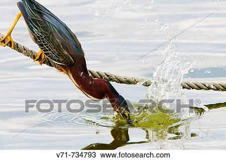 Stock Image - Green-backed Heron, Butorides striatus, fishing. Fotosearch