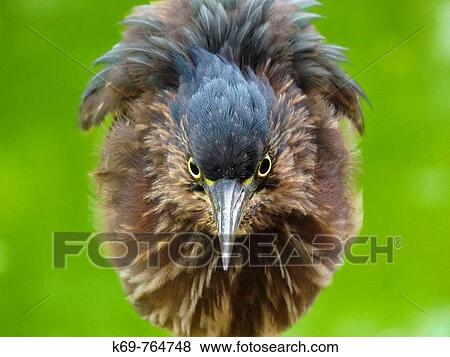 Green-backed Heron Butorides virescens View Large Photo Image Stock Photo - Green-backed Heron Butorides virescens. Fotosearch