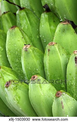 Stock Image - Green Banana, Banane, borneo. Fotosearch