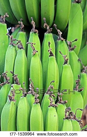 Green Banana, Banane, Musa X Paradisiaca L, Miao, Arunachal Pradesh, India View Large Photo Image Picture - Green Banana, Banane, Musa X Paradisiaca L, Miao, Arunachal Pradesh, India. Fotosearch