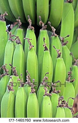 Stock Image - Green Banana, Banane, Musa X Paradisiaca L, Miao, Arunachal Pradesh, India. Fotosearch