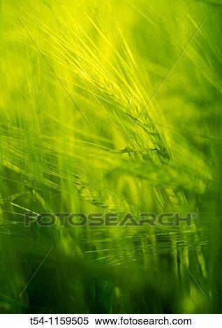 Green Barley View Large Photo Image Stock Photography - Green Barley. Fotosearch