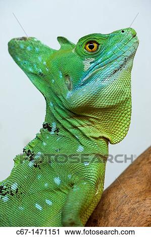 Green Basilisk Basiliscus plumifrons side view portrait View Large Photo Image Stock Image - Green Basilisk Basiliscus plumifrons side view portrait. Fotosearch