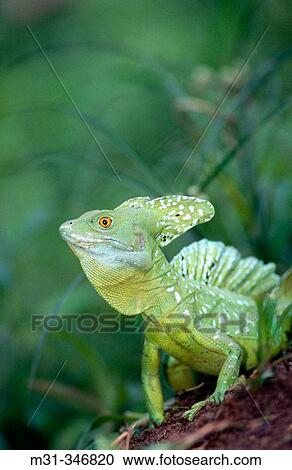 Green Basilisk (Basiliscus plumifrons). Osa peninsula, Costa Rica View Large Photo Image Stock Image - Green Basilisk (Basiliscus plumifrons). Osa peninsula, Costa Rica. Fotosearch