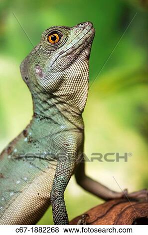 Stock Photo - Green Basilisk Basiliscus plumifrons side view portrait. Fotosearch
