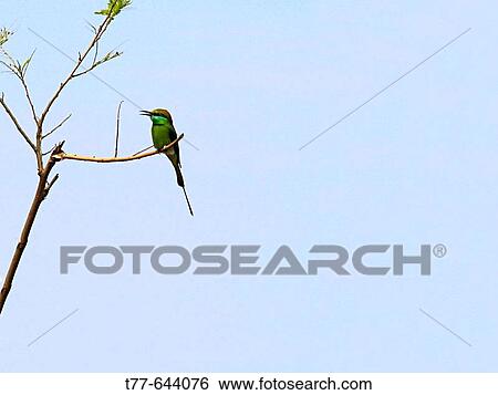 Green Bee-Eater, Merops orientalis. Sinhagad Valley, Pune, Maharashtra, India. View Large Photo Image Stock Photograph - Green Bee-Eater, Merops orientalis. Sinhagad Valley, Pune, Maharashtra, India.. Fotosearch