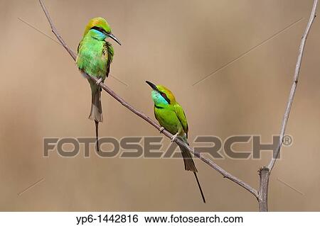 Green Bee-eaters Merops orientalis sitting on twig, Kanha National Park, Madhya Pradesh, India View Large Photo Image Stock Photograph - Green Bee-eaters Merops orientalis sitting on twig, Kanha National Park, Madhya Pradesh, India. Fotosearch