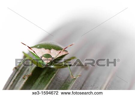 Green bug over green leaf View Large Photo Image Stock Image - Green bug over green leaf. Fotosearch