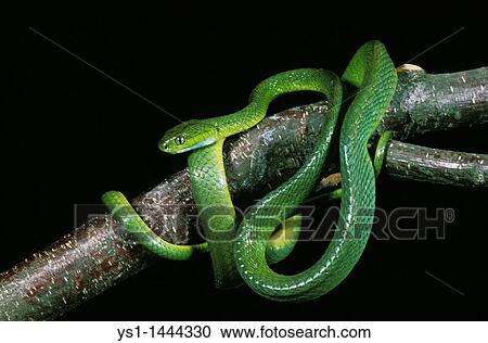GREEN CAT SNAKE boiga cyanea, ADULT STANDING ON BRANCH, THAILLAND View Large Photo Image Stock Image - GREEN CAT SNAKE boiga cyanea, ADULT STANDING ON BRANCH, THAILLAND. Fotosearch