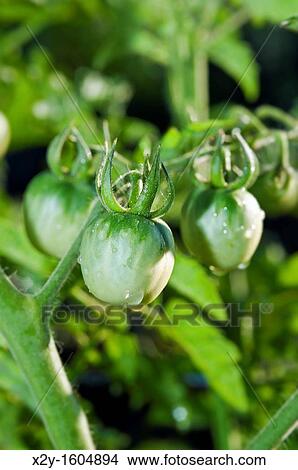 Green cherry tomatoes ripen on the vine View Large Photo Image Picture - Green cherry tomatoes ripen on the vine. Fotosearch