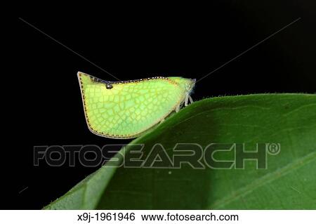 Stock Photograph - green color Plant hopper, Borneo. Fotosearch