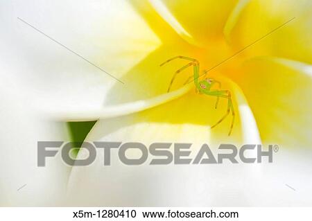 Green crab spider in the throat of a frangipani or plumeria flower View Large Photo Image Stock Image - Green crab spider in the throat of a frangipani or plumeria flower. Fotosearch