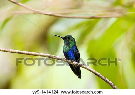Green-crowned Woodnymph - Maquipucuna Natural Reserve - near Mindo, Ecuador View Large Photo Image Picture - Green-crowned Woodnymph - Maquipucuna Natural Reserve - near Mindo, Ecuador. Fotosearch