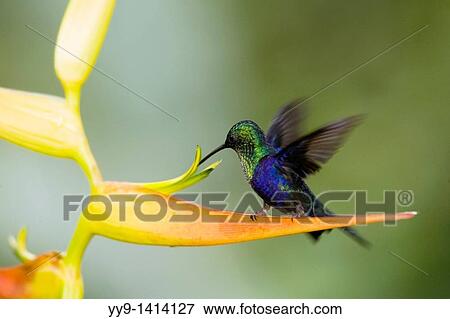 Green-crowned Woodnymph - Maquipucuna Natural Reserve - near Mindo, Ecuador View Large Photo Image Stock Photo - Green-crowned Woodnymph - Maquipucuna Natural Reserve - near Mindo, Ecuador. Fotosearch