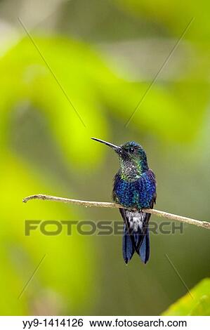 Green-crowned Woodnymph - Maquipucuna Natural Reserve - near Mindo, Ecuador View Large Photo Image Stock Photograph - Green-crowned Woodnymph - Maquipucuna Natural Reserve - near Mindo, Ecuador. Fotosearch