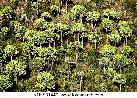 Green Euphorbias, Suguta Valley, Kenya View Large Photo Image Stock Photo - Green Euphorbias, Suguta Valley, Kenya. Fotosearch