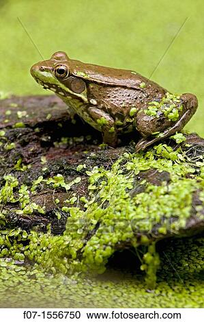 Stock Image - Green Frog (Rana clamitans) in duckweed, New York, USA. Fotosearch