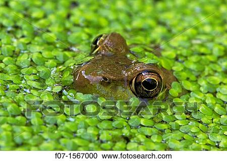 Green Frog Rana clamitans - New York - USA - in duckweed View Large Photo Image Stock Image - Green Frog Rana clamitans - New York - USA - in duckweed. Fotosearch