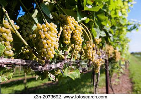 green grapes hanging in vineyard. Sudlersville Maryland USA View Large Photo Image Stock Image - green grapes hanging in vineyard. Sudlersville Maryland USA. Fotosearch