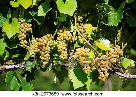 Green Grapes hanging in vineyard. Sudlersville Maryland USA View Large Photo Image Stock Photo - Green Grapes hanging in vineyard. Sudlersville Maryland USA. Fotosearch