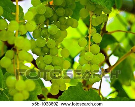 Green grapes on vine horizontal View Large Photo Image Stock Image - Green grapes on vine horizontal. Fotosearch