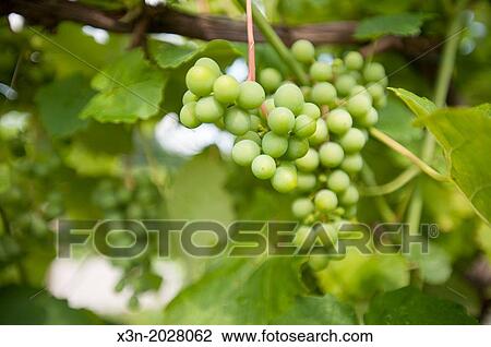 Stock Image - Green Grapes on vine. Northeast Pennsylvania USA. Fotosearch