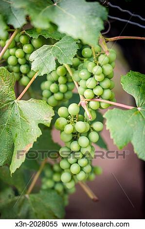 Green Grapes on vine. Northeast Pennsylvania USA View Large Photo Image Stock Photography - Green Grapes on vine. Northeast Pennsylvania USA. Fotosearch