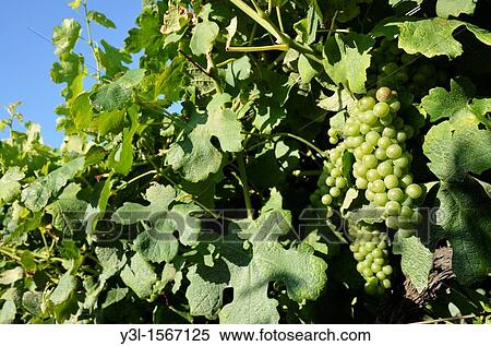 Green grapes on vineyards in summer, Provence, France View Large Photo Image Stock Photography - Green grapes on vineyards in summer, Provence, France. Fotosearch