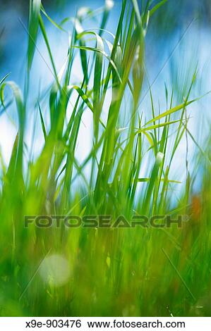 Green grass against blue sky, close-up View Large Photo Image Stock Photograph - Green grass against blue sky, close-up. Fotosearch