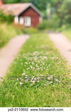 Green grass on road leading to red wooden cottage in rural setting, Sweden. View Large Photo Image Stock Image - Green grass on road leading to red wooden cottage in rural setting, Sweden.. Fotosearch